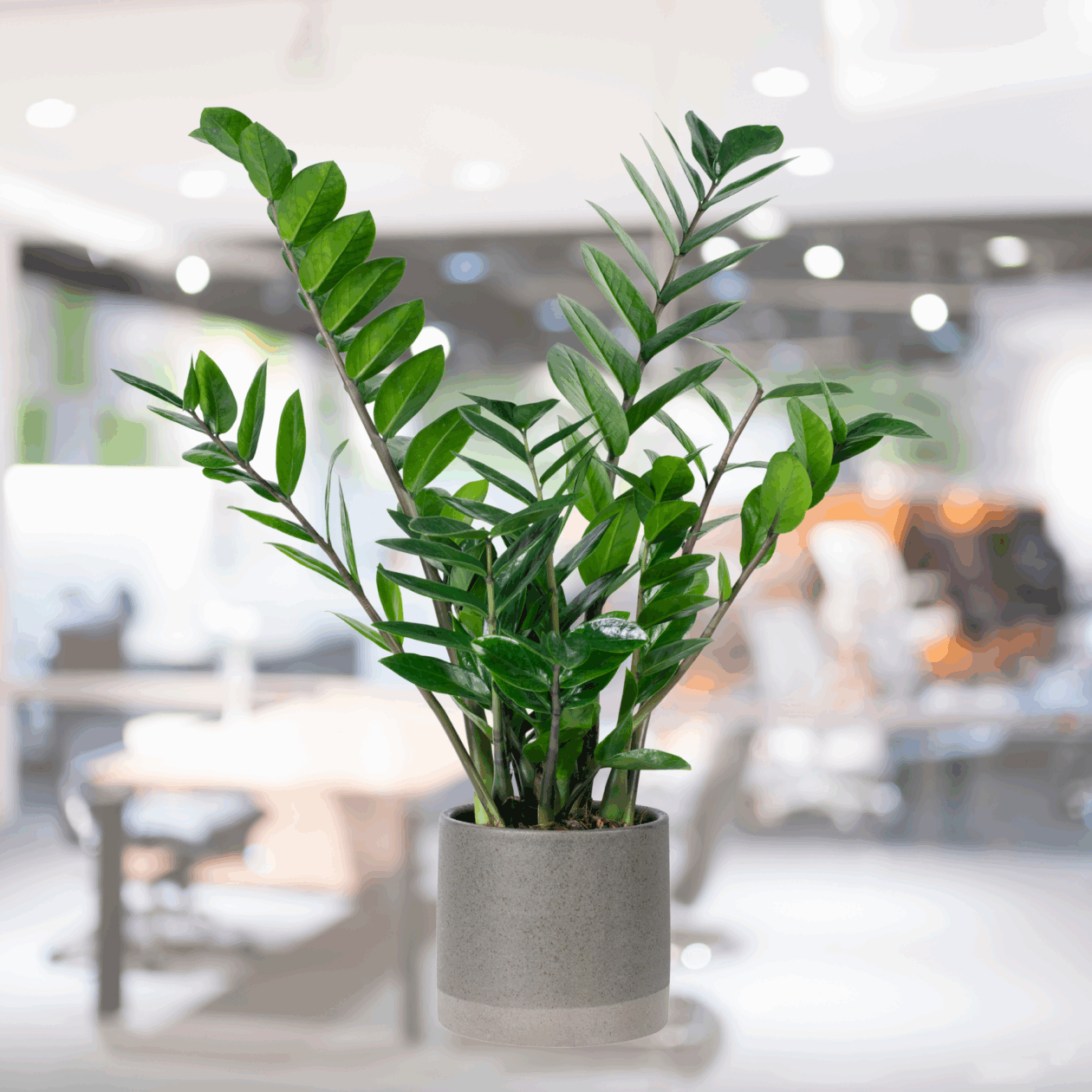 Pflanze Glücksfeder